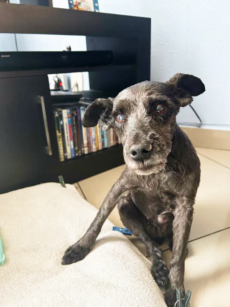 Paciente canino pequeño en consulta — Vetmedicyn