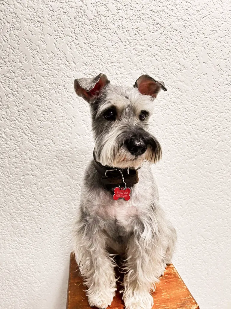 Schnauzer en retrato de consulta — Vetmedicyn