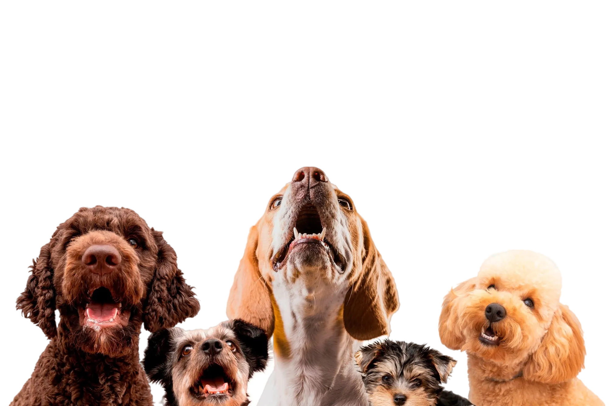 Varios perros, paquetes de vacunación