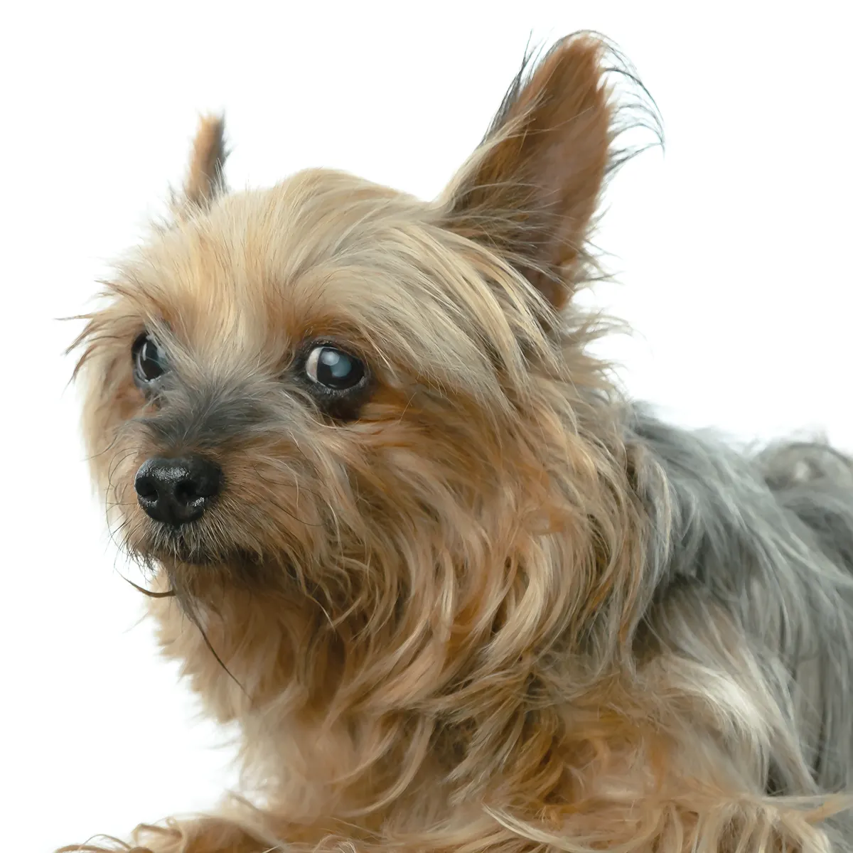 Mascota en consulta — Vetmedicyn en Instagram