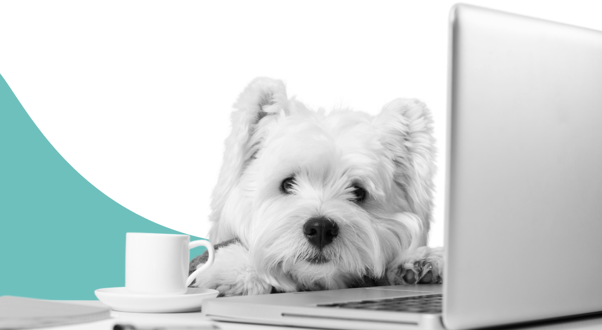 Perro con computadora trabajando en el desarrollo del sitio web de Vetmedicyn.com