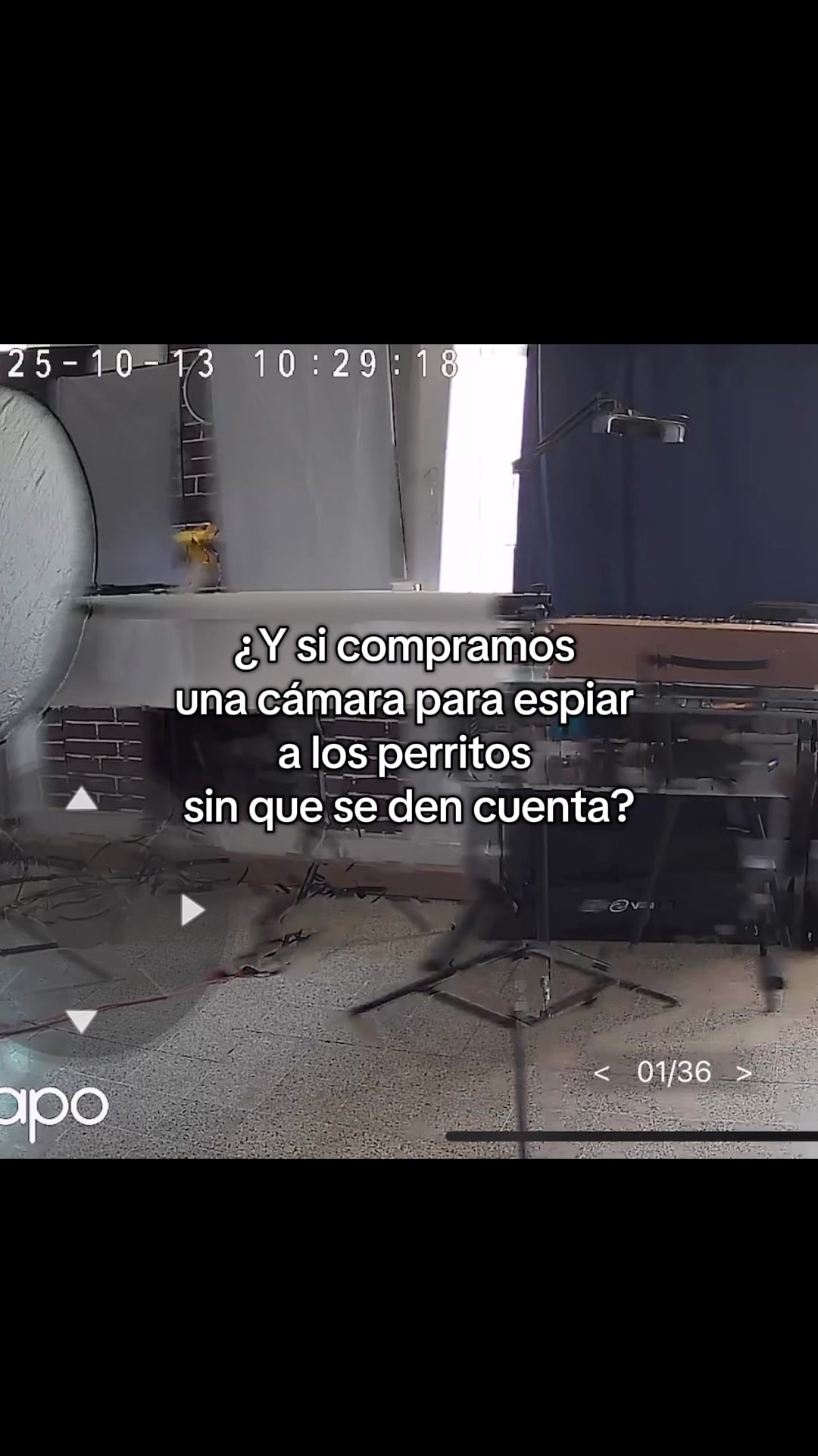 Vídeo de TikTok de Vetmedicyn: No nos deja espiarla a justo 😩Siempre se da cuanta cuando la vemos 🥺