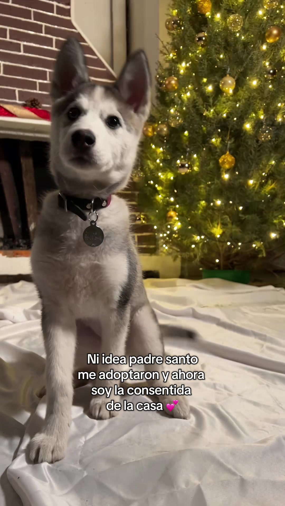 Vídeo de TikTok de Vetmedicyn: Se les olvida su origen 😩 #perritostiktokers #adopta #adoptada #perri