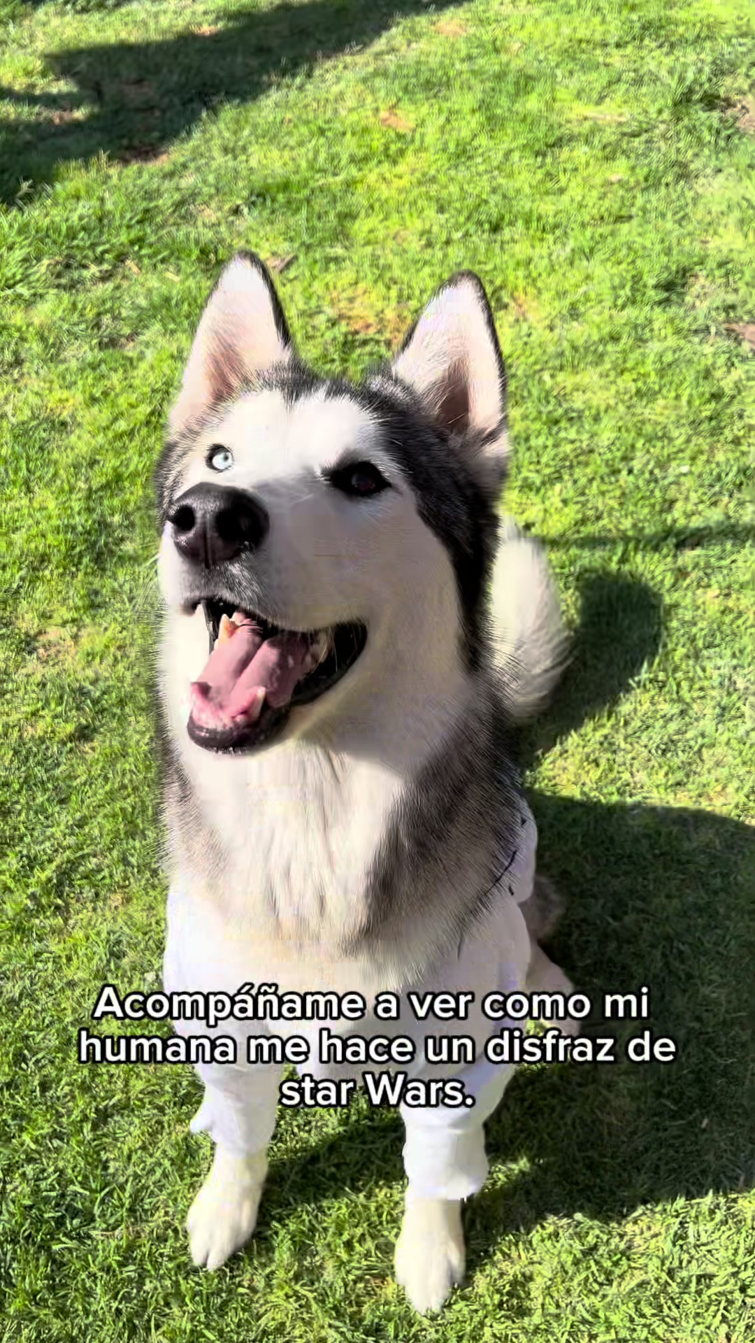 Vídeo de TikTok de Vetmedicyn: Mi humana me hizo un disfraz de R2D2 y no quedó más que ponérmelo 😩 F